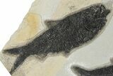 Multiple Fossil Fish (Knightia) Plate - Wyoming #222874-3